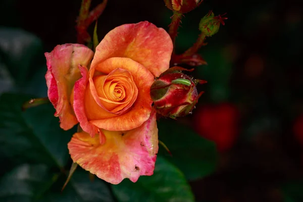 芬芳玫瑰全花 俄勒冈州波特兰华盛顿公园玫瑰花园 — 图库照片