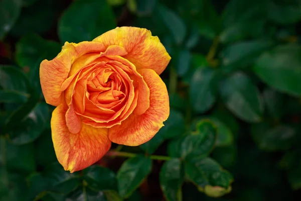 Rosa Fragante Plena Floración Washington Park Rose Garden Portland Oregon — Foto de Stock