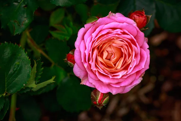 Çiçek açan güzel kokulu gül. Washington Park Gül Bahçesi, Portland, Oregon