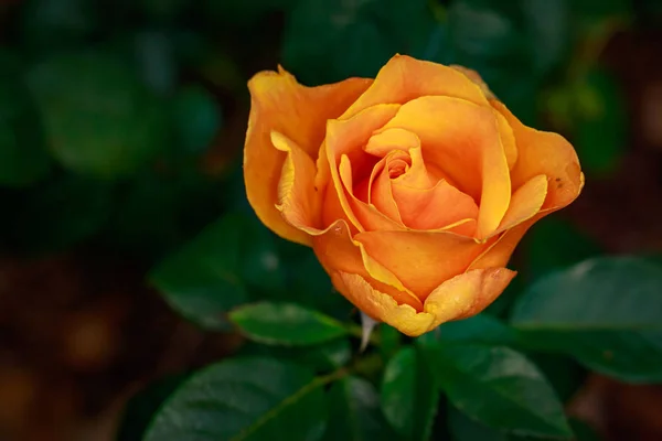 Duftende Rose Voller Blüte Washington Park Rose Garden Portland Oregon — Stockfoto