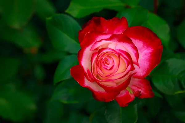 Rosa Fragante Plena Floración Washington Park Rose Garden Portland Oregon — Foto de Stock