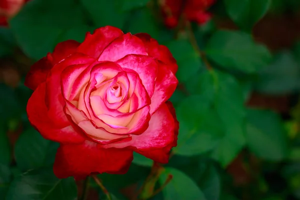 Rosa Fragante Plena Floración Washington Park Rose Garden Portland Oregon — Foto de Stock