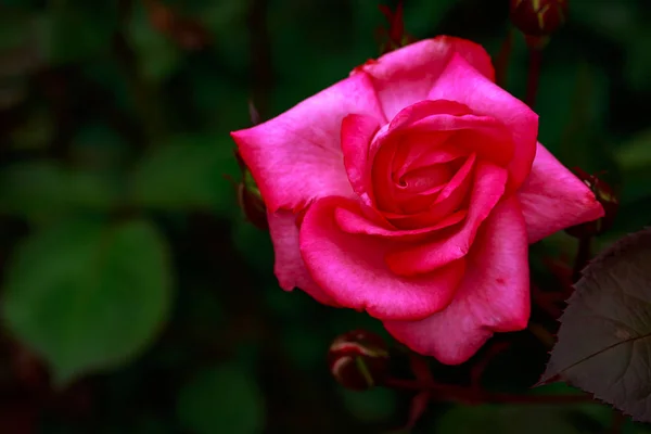 Rosa Fragante Plena Floración Washington Park Rose Garden Portland Oregon — Foto de Stock