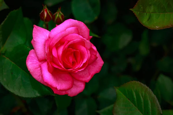 Pachnąca Róża Pełnym Rozkwicie Washington Park Rose Garden Portland Oregon — Zdjęcie stockowe