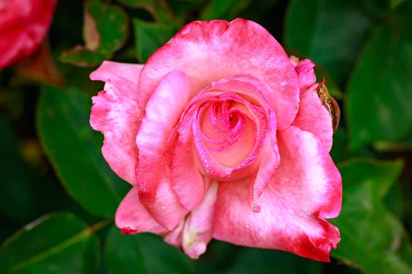 Rosa Fragante Plena Floración Washington Park Rose Garden Portland Oregon — Foto de Stock