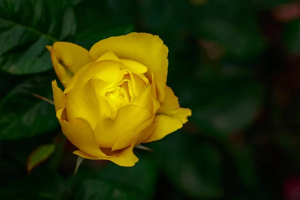 Duftende Rose Voller Blüte Washington Park Rose Garden Portland Oregon — Stockfoto