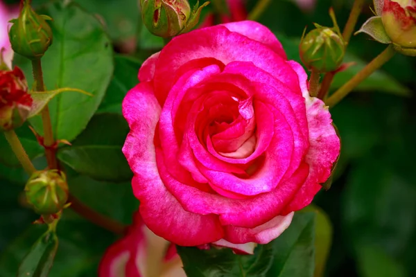 Çiçek açan güzel kokulu gül. Washington Park Gül Bahçesi, Portland, Oregon