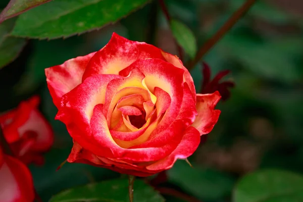 Rosa Fragante Plena Floración Washington Park Rose Garden Portland Oregon — Foto de Stock