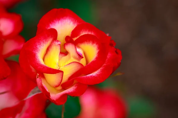 Rosa Perfumada Flor Cheia Washington Park Rose Garden Portland Oregon — Fotografia de Stock