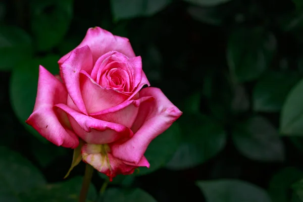 Rosa Fragante Plena Floración Washington Park Rose Garden Portland Oregon — Foto de Stock