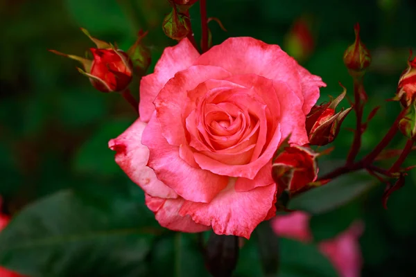 Tuoksuva Ruusu Täydessä Kukassa Washington Park Rose Garden Portland Oregon — kuvapankkivalokuva