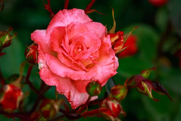 Çiçek açan güzel kokulu gül. Washington Park Gül Bahçesi, Portland, Oregon