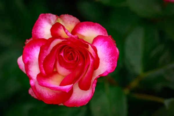 Rosa Fragante Plena Floración Washington Park Rose Garden Portland Oregon — Foto de Stock