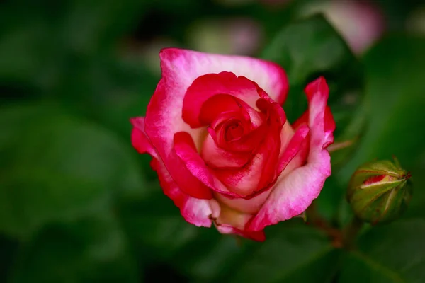 Rosa Fragante Plena Floración Washington Park Rose Garden Portland Oregon — Foto de Stock