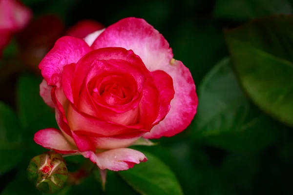 Rosa Perfumada Flor Cheia Washington Park Rose Garden Portland Oregon — Fotografia de Stock