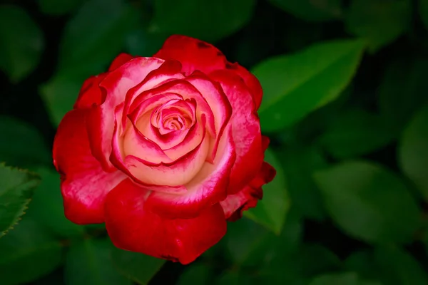 Fragrant Rose Full Blossom Washington Park Rose Garden Portland Oregon — Stock Photo, Image