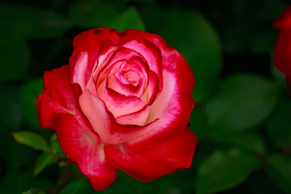 Rosa Fragante Plena Floración Washington Park Rose Garden Portland Oregon — Foto de Stock