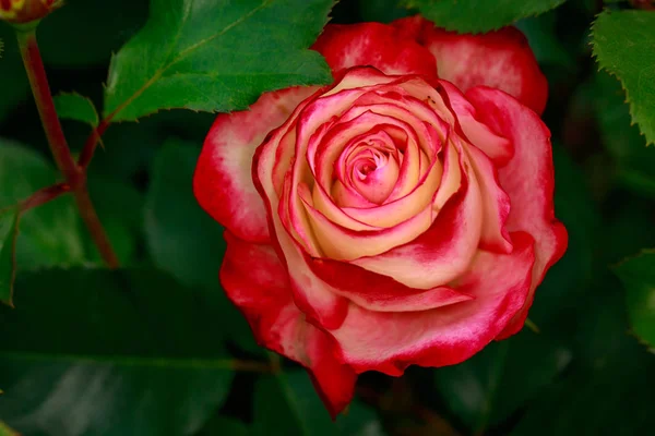 Rosa Fragante Plena Floración Washington Park Rose Garden Portland Oregon — Foto de Stock