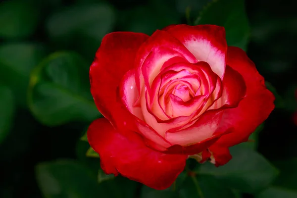 Rosa Fragante Plena Floración Washington Park Rose Garden Portland Oregon — Foto de Stock