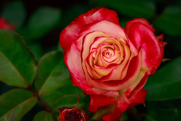 Fragrant Rose Full Blossom Washington Park Rose Garden Portland Oregon — Stock Photo, Image