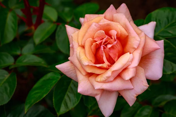 Rosa Perfumada Flor Cheia Washington Park Rose Garden Portland Oregon — Fotografia de Stock