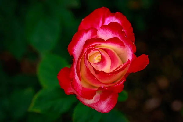 Rosa Fragante Plena Floración Washington Park Rose Garden Portland Oregon — Foto de Stock