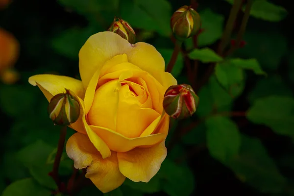 Троянда Повному Цвіті Washington Park Rose Garden Portland Oregon — стокове фото