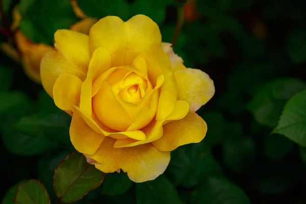 Rosa Fragante Plena Floración Washington Park Rose Garden Portland Oregon — Foto de Stock