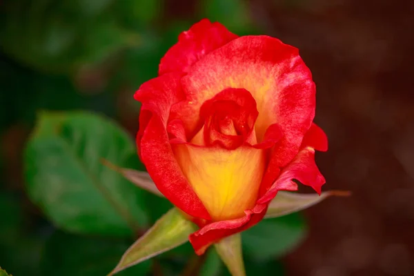 Fragrant Rose Full Blossom Washington Park Rose Garden Portland Oregon — Stock Photo, Image