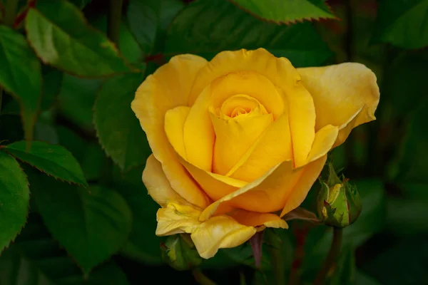 Vonící Růže Plném Květu Washington Park Rose Garden Portland Oregon — Stock fotografie