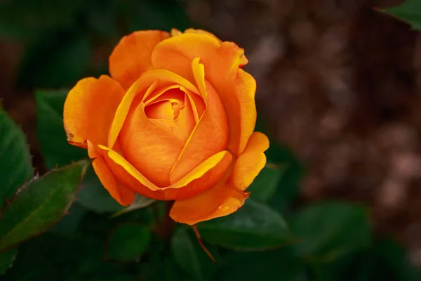 Rosa Fragante Plena Floración Washington Park Rose Garden Portland Oregon — Foto de Stock