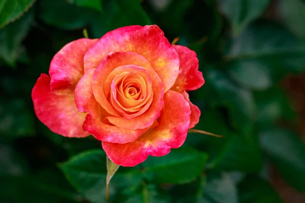 Rosa Fragante Plena Floración Washington Park Rose Garden Portland Oregon — Foto de Stock