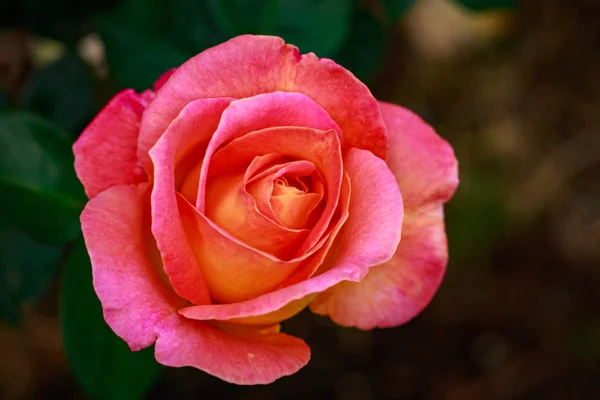 Rosa Fragante Plena Floración Washington Park Rose Garden Portland Oregon — Foto de Stock