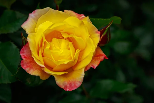 Rosa Fragante Plena Floración Washington Park Rose Garden Portland Oregon — Foto de Stock