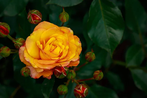 Αρωματικό Τριαντάφυλλο Στο Full Blossom Washington Park Rose Garden Πόρτλαντ — Φωτογραφία Αρχείου