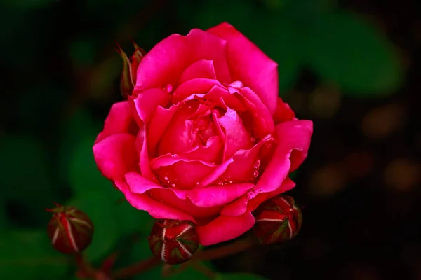 Fragrant Rose Full Blossom Washington Park Rose Garden Portland Oregon — Stock Photo, Image