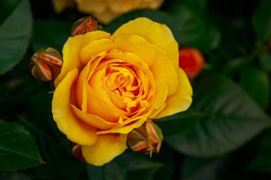 Çiçek açan güzel kokulu gül. Washington Park Gül Bahçesi, Portland, Oregon