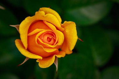 Çiçek açan güzel kokulu gül. Washington Park Gül Bahçesi, Portland, Oregon