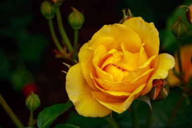 Çiçek açan güzel kokulu gül. Washington Park Gül Bahçesi, Portland, Oregon