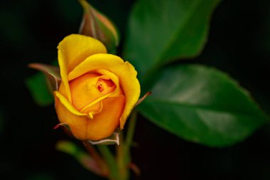 Çiçek açan güzel kokulu gül. Washington Park Gül Bahçesi, Portland, Oregon