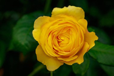 Çiçek açan güzel kokulu gül. Washington Park Gül Bahçesi, Portland, Oregon