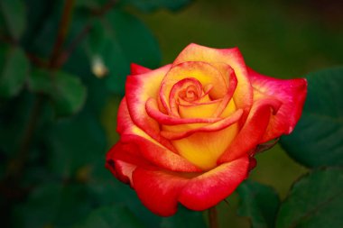 Çiçek açan güzel kokulu gül. Washington Park Gül Bahçesi, Portland, Oregon