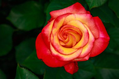 Çiçek açan güzel kokulu gül. Washington Park Gül Bahçesi, Portland, Oregon