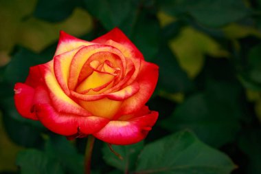 Çiçek açan güzel kokulu gül. Washington Park Gül Bahçesi, Portland, Oregon