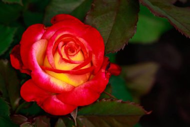 Çiçek açan güzel kokulu gül. Washington Park Gül Bahçesi, Portland, Oregon