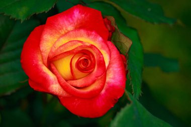 Çiçek açan güzel kokulu gül. Washington Park Gül Bahçesi, Portland, Oregon