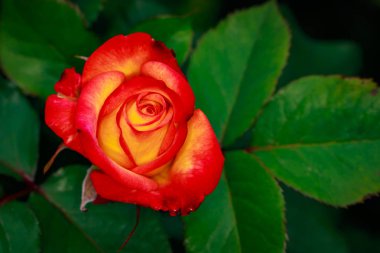 Çiçek açan güzel kokulu gül. Washington Park Gül Bahçesi, Portland, Oregon