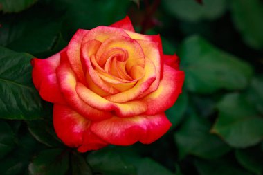 Çiçek açan güzel kokulu gül. Washington Park Gül Bahçesi, Portland, Oregon