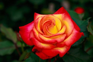 Çiçek açan güzel kokulu gül. Washington Park Gül Bahçesi, Portland, Oregon