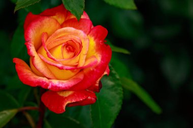 Çiçek açan güzel kokulu gül. Washington Park Gül Bahçesi, Portland, Oregon